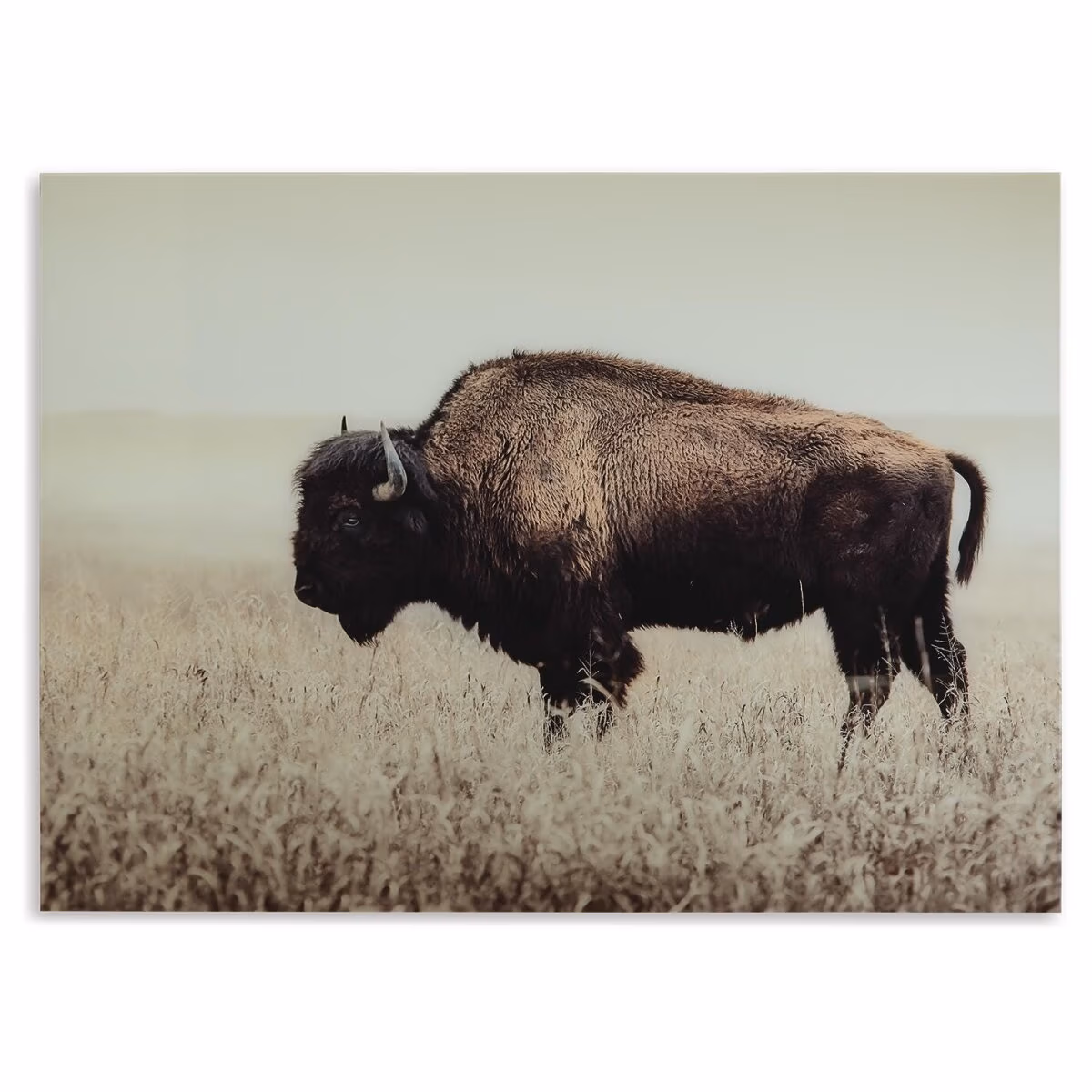 Brutus Wall Art - Image 4